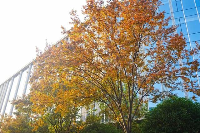 音乐公园、滨河步道……长宁这条有点小众的赏秋路线，别错过了！