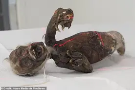 “斐济美人鱼”干尸之谜：猴子脸、鳄鱼爪和鱼尾巴，它是啥？图片