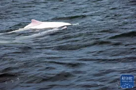 深蓝处邂逅“海洋精灵”图片