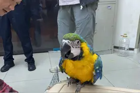 江汉警方暖心救助二级保护动物金刚鹦鹉图片