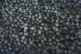 随县安居镇：百亩蓝莓果，致富“蓝精灵”图片