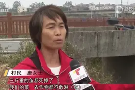 “清道夫都死光了”！养猪场排污染黑河道，村民：100多亩农田没法灌溉图片
