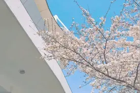 直播预告！“樱”为春天 融媒大联播线上赏樱，在虹口等你！图片