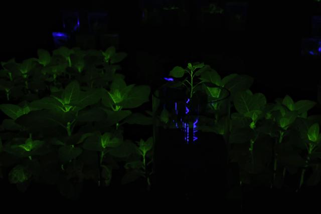 白天赏花、夜晚观灯！第32届广州园林博览会（秋季场）开幕