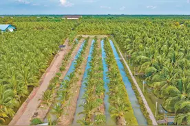 椰子飘香 机遇共享（进博会故事）图片