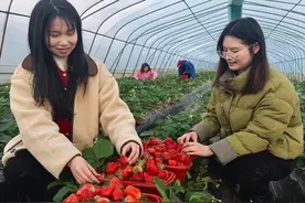 丰城：助农拓宽致富路图片