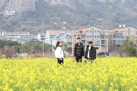 温岭百亩油菜花悄然绽放图片