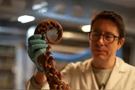 来自深海的诡异巨型生物图片