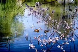 香山公园春季游园会邀您“上春山”，推荐三条踏青赏景路线图片