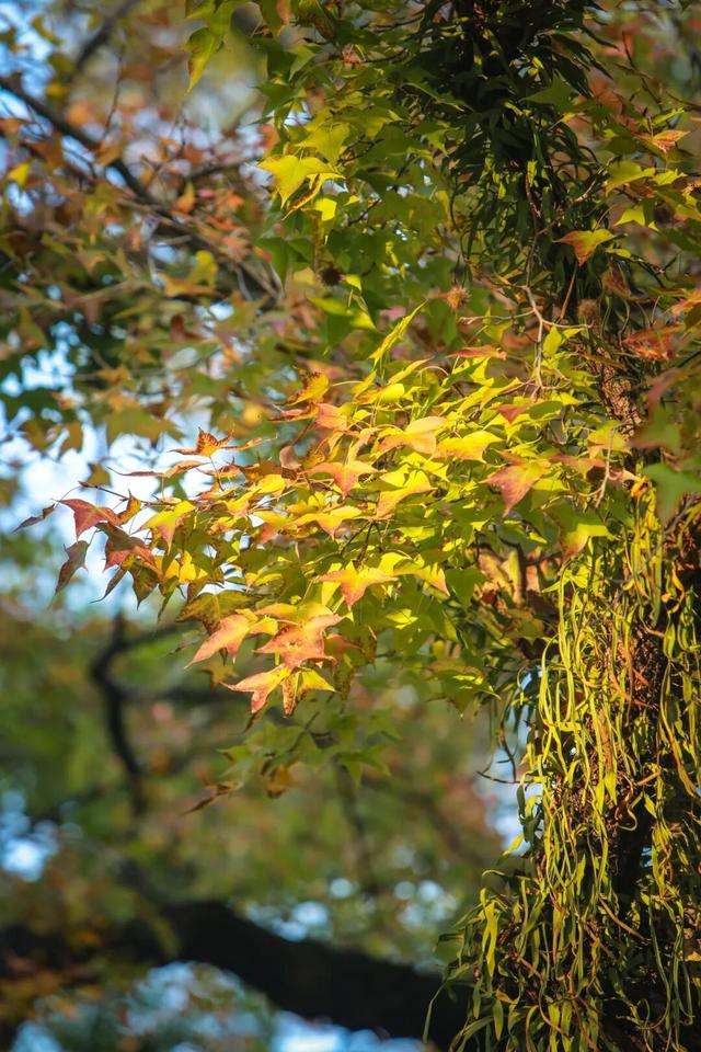 这么近，那么美！