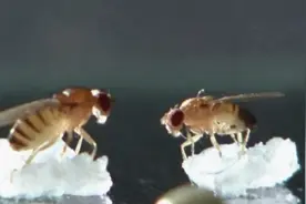 果蝇在中国空间站繁育三代  即将随神十九飞船返回图片