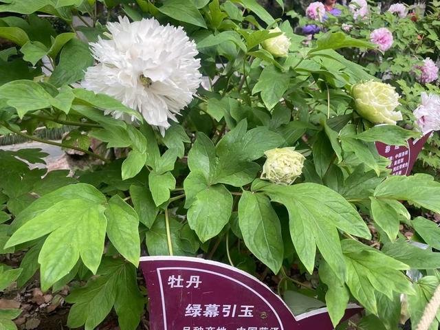 长江畔，汉阳公园30种500株数千朵牡丹起宏图！“黑牡丹”独一份，限时四五天！赶紧冲