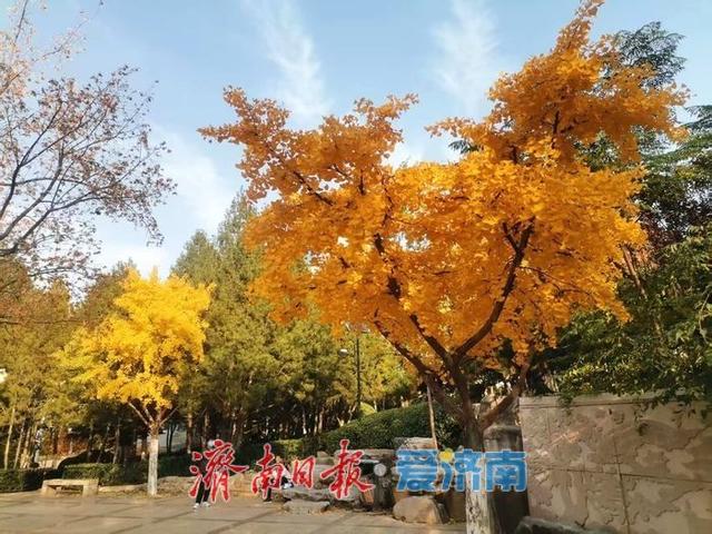 泉城深秋“金”装裹 银杏漫染诗意浓