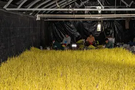 金乡县羊山镇：温控蒜黄抢鲜上市图片