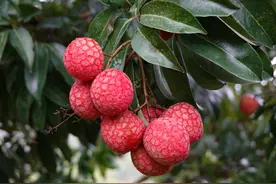 极晚熟、耐贮、优质，荔枝新品种“红嵄荔”成熟了图片