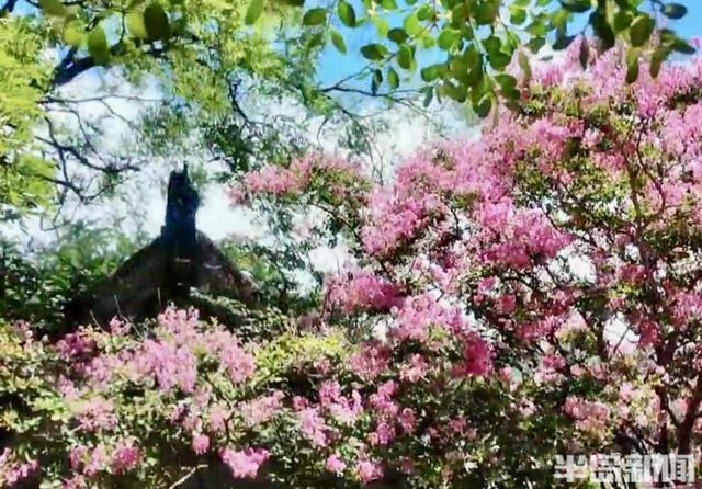 崂山明霞洞百年紫薇盛放，古木繁花绘就盛夏画卷