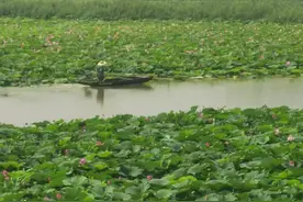 望岳谈｜济宁微山湖，一张转型发展的“王牌”图片