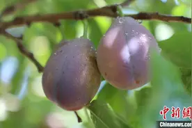 新疆伽师新梅：水果界“后起之秀”如何“脱颖而出”?图片