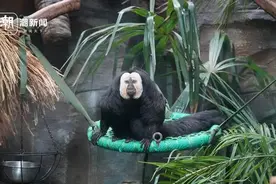 “zoo walk”为啥火了？图片