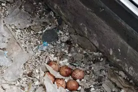 红隼夫妇在市民家阳台孵蛋多日未归，市民将蛋送往红山动物园“抢救”图片