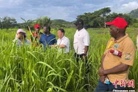 “世界菌草技术之父”：为发展中国家减贫辟新路图片