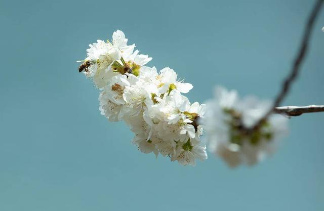 巴东：樱花李花竞相开放