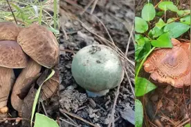 有一种财富，叫上山捡菌子！图片