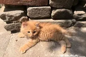 小猫和我绝交了图片