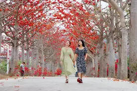 【春赏木棉红】乌烈镇峨港村木棉大道花团锦簇迎客来图片