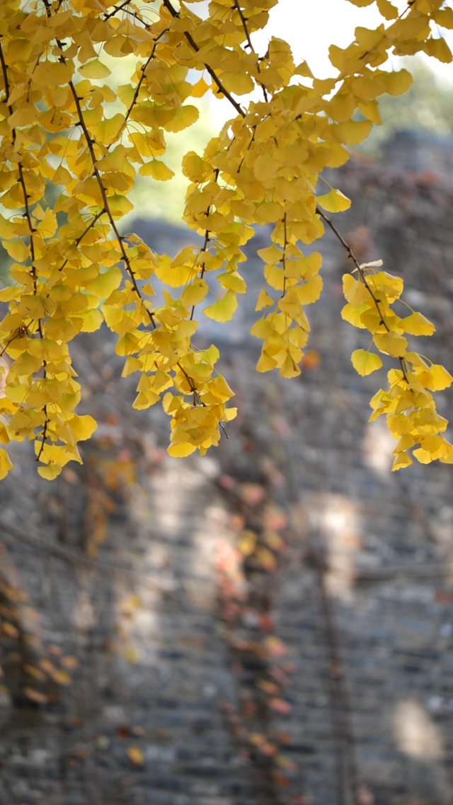 限时绝美！此刻，常州颜值巅峰