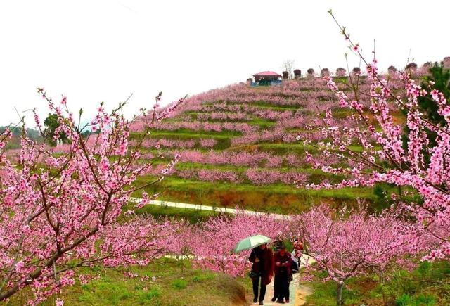 湖北一地宣布：凭球票免费游景区