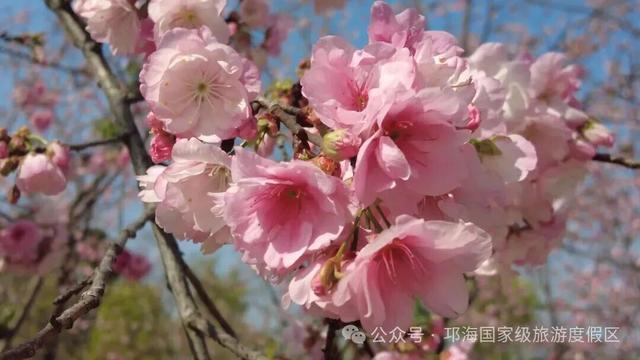 【冬季暖阳 凉山不凉】比春天先来的浪漫，是西昌的冬樱花