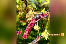 有毒，千万别吃！这种植物昆明也有！图片