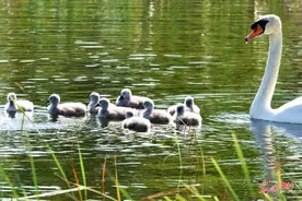 北龙湖天鹅“萌娃”成顶流图片