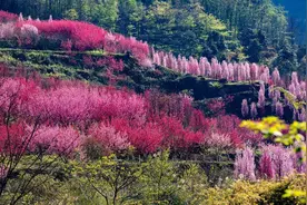 在峨眉山脉东侧，寻访四川乐山沙湾区的“十里桃源”｜走花路图片