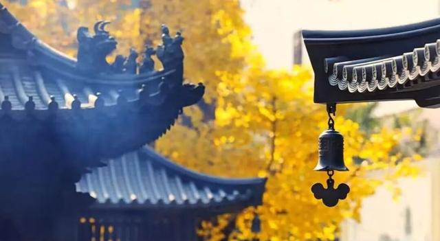 金灿灿的浓度到顶格！浙两天就是最佳观赏期