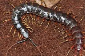 严防外来物种入侵 | 加拉帕格斯巨人蜈蚣图片