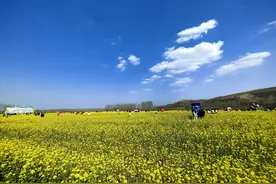 “山东邂逅美”摄影大赛｜油菜花盛开的田野图片