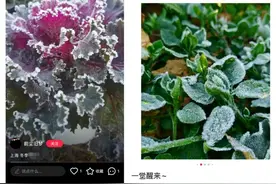 “结冰足有三枚硬币厚”，什么！上海下过雪了？图片