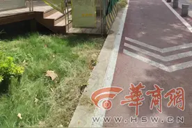 小8跑街|枣园西路这处栈桥地面玻璃受损 市民盼尽快维修图片