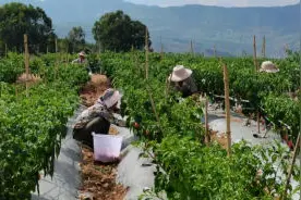 亩产量约1.5吨！禄劝乌东德不能吃的辣椒丰收了图片