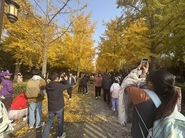 “秋叶打卡”成新宠，南方游客专程来北京赶秋