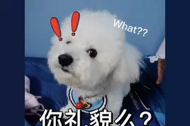 为何狗在‘挨打’时不敢反抗？知道原因后令人泪目图片