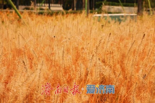 一年四季 泉在济南丨秋染彩林绘就正丰路公园五彩画卷