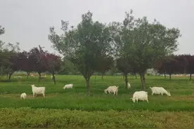 河南沈丘：槐山羊养殖规模化 打造地域养殖“金名片”图片