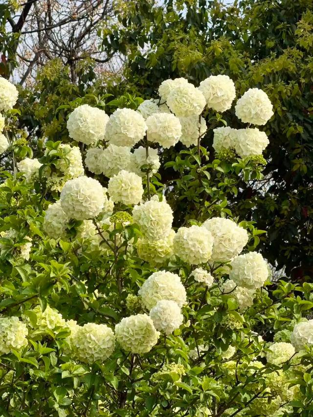 高铁票售罄！直冲29℃，都是晴天，全城爆花迎客