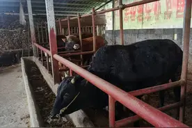 思南县张家寨镇：村里的“牛老板”图片