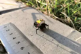 “虫子机器人”来了图片