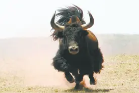 【三江源小百科】野牦牛图片