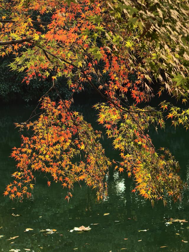 晚潮｜西湖赏枫人群中为何少了苏轼